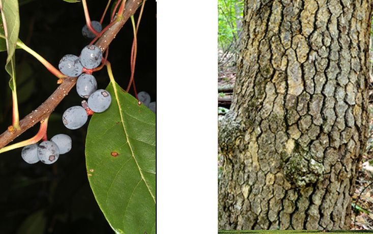 Black Gum Tree