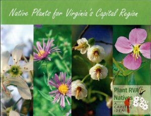 Native plants for Virginia's Capital Region Zone 7