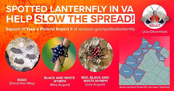Stop the spotted lanternfly