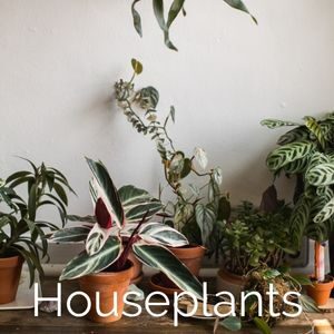 House plant recommendations
