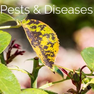 Plant pests and diseases