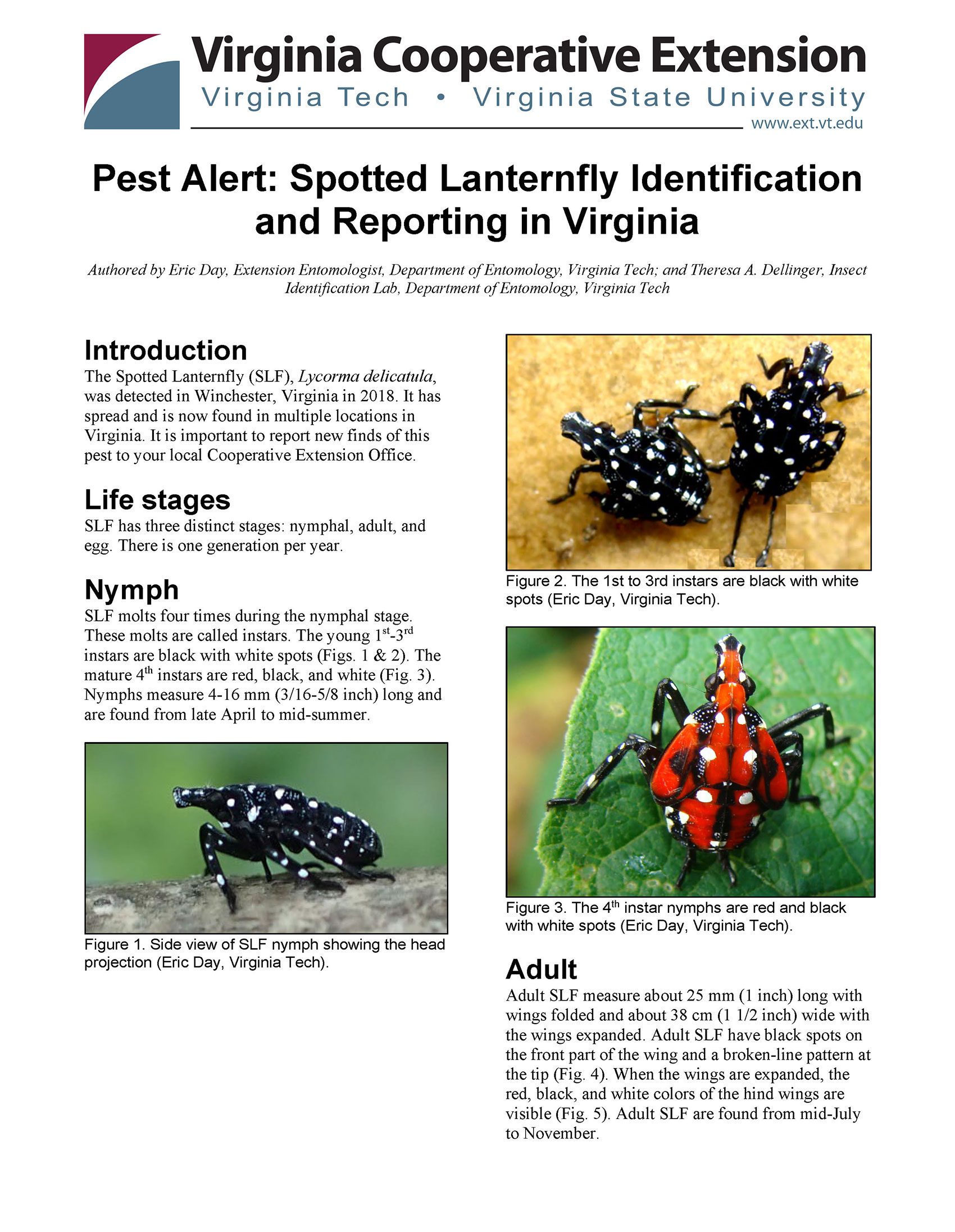 Spotted lantern fly warning