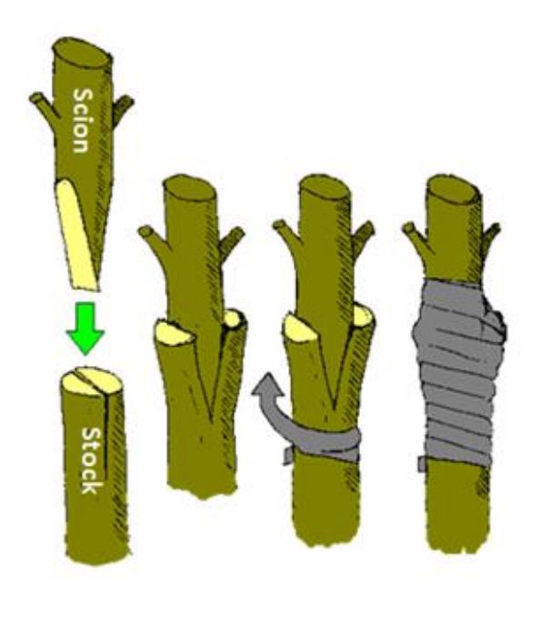 Methods for Tree Grafting