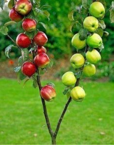 Apple tree graft