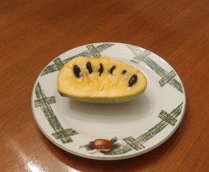 Growing a pawpaw tree in central Virginia