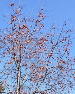 Growing a fig tree in central virginia