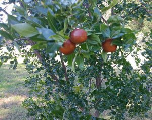 Growing a jujube tree in central virginia