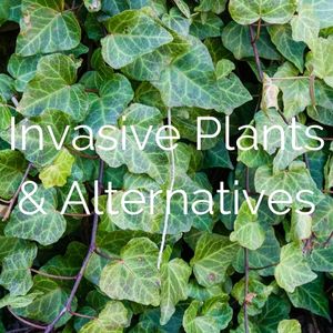 managing invasive plants in hanover, virginia
