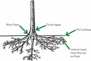 diagram of tree root system, Royal Botanical Garden