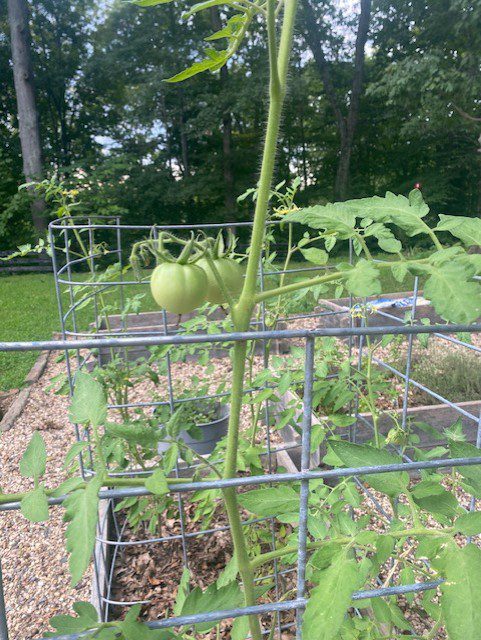 Growing tomatoes in excessive heat