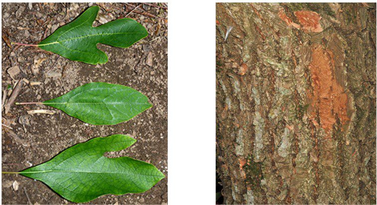 Sassafras Tree