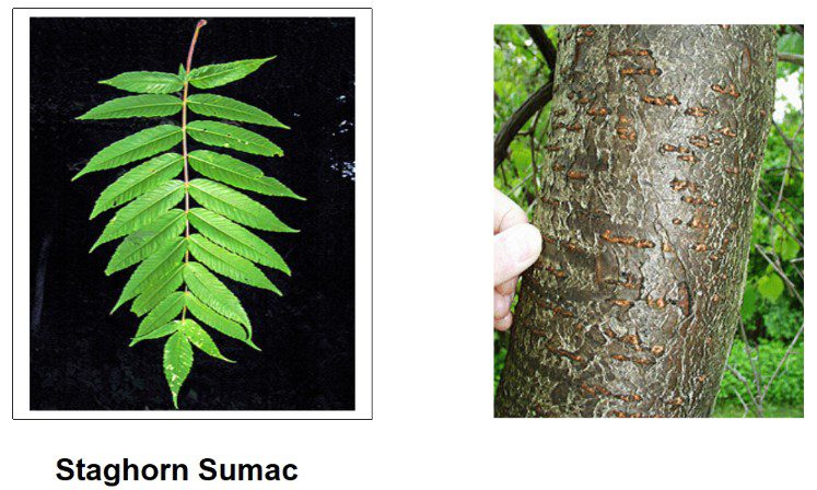 sumac tree