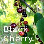 Black Cherry Trees