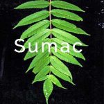 sumac