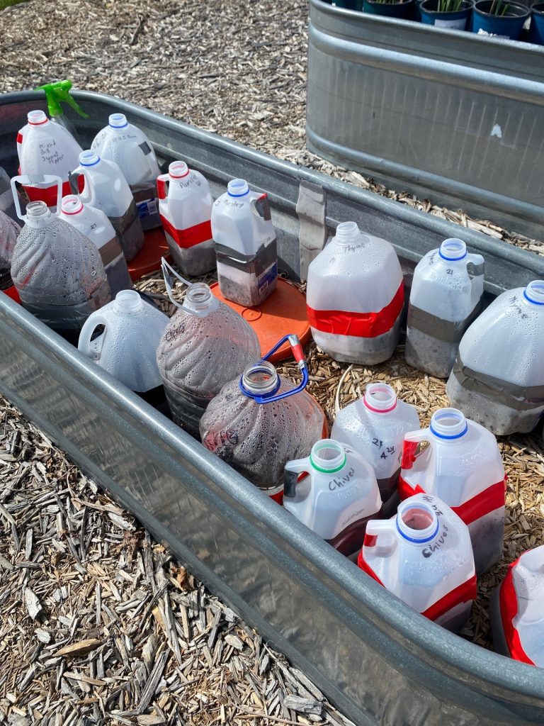 Seed Starting with in Plastic Jugs