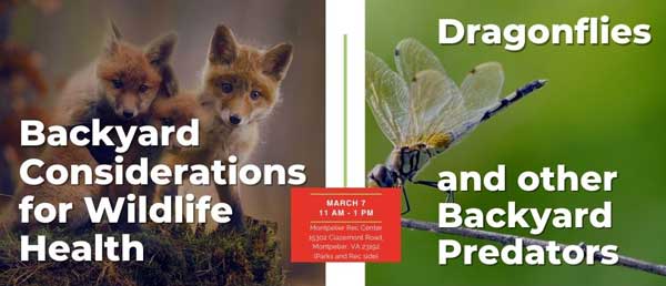 Mar-7 Lecture on helping wildlife stay healthy and dragonflies on March 7