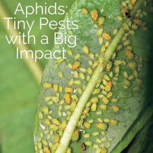 Aphids impact