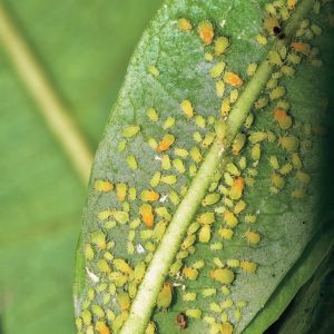 aphids in the garden