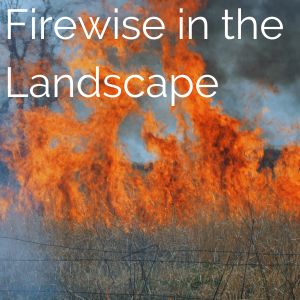 How to be more firewise in your landscape