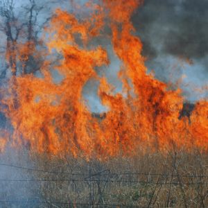 Creating a firewise landscape