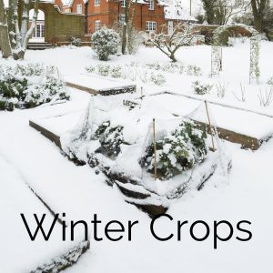 Winter crops
