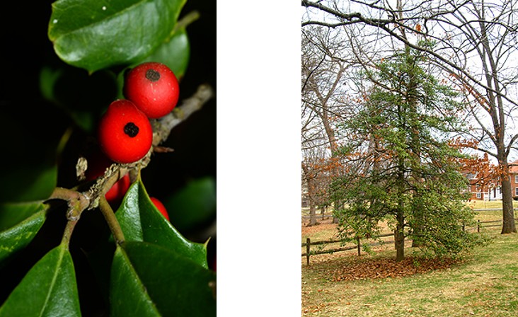 American Holly