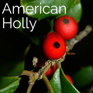 American Holly Tree
