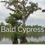 Bald Cypress Tree