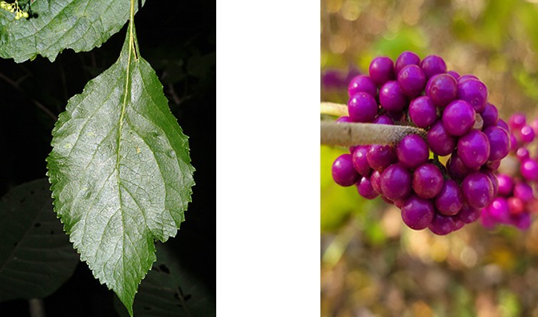 American Beautyberry