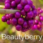 Beautyberry