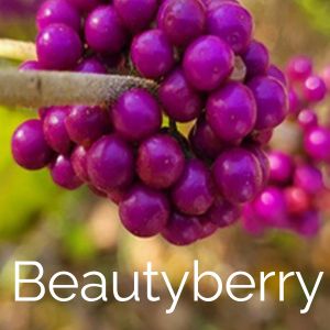 Beautyberry