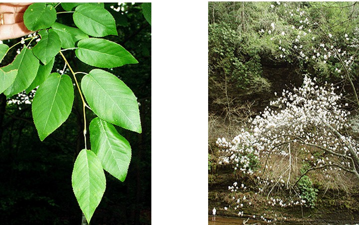 Downy Serviceberry tree