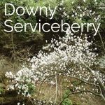 Downy Serviceberry tree