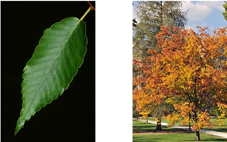 Japanese Zelkova  tree