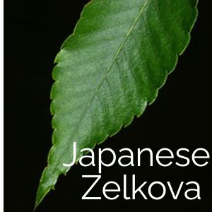 Japanese Zelkova