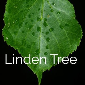 Linden
