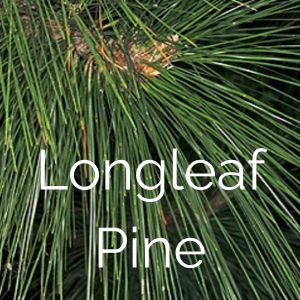 Longleaf pine button
