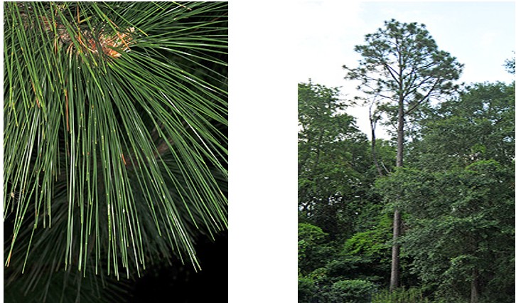 Longleaf pine