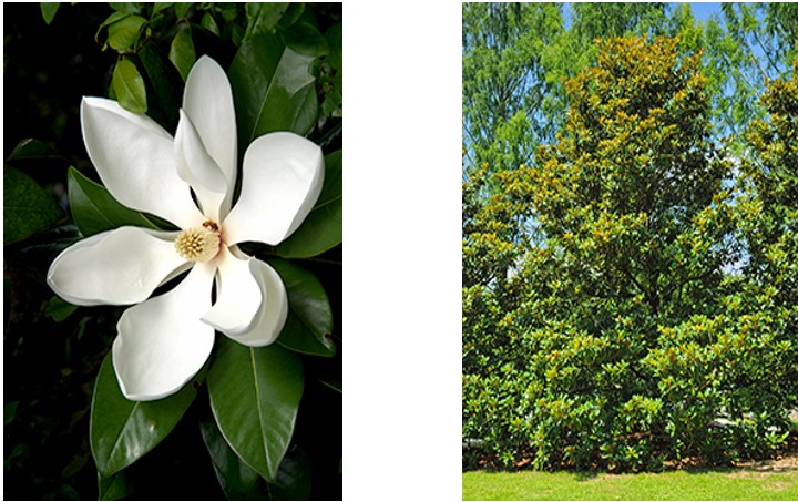 Magnolia