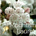 Mountain Laural tree