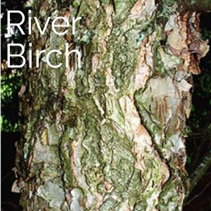 River Birch Tree