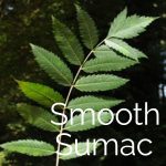 Smooth Sumac