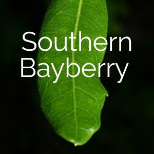 Southern Bayberry