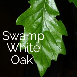 Swamp Oak Tree