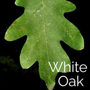 White Oak Tree