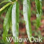 willow oak tree