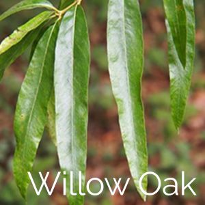 willow oak tree