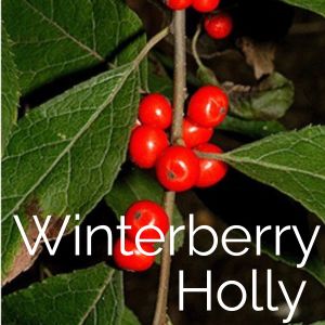 Winterberry