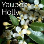 Yaupon Holly Tree