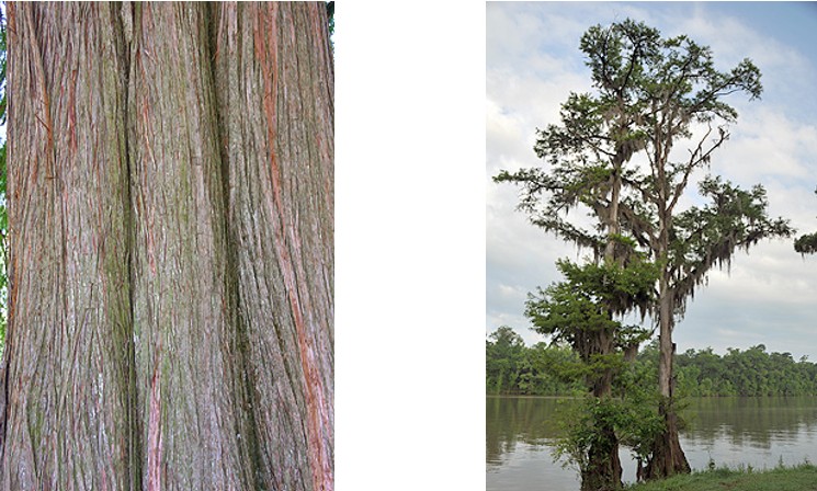 Bald Cypress